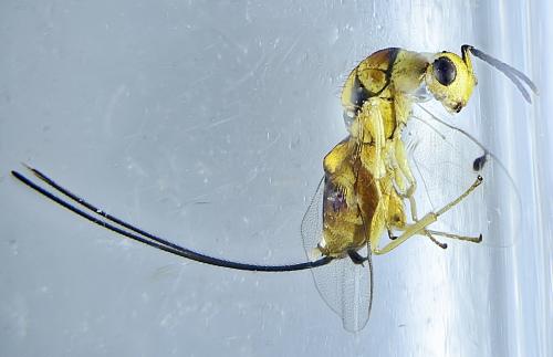 Megastigmus aculeatus